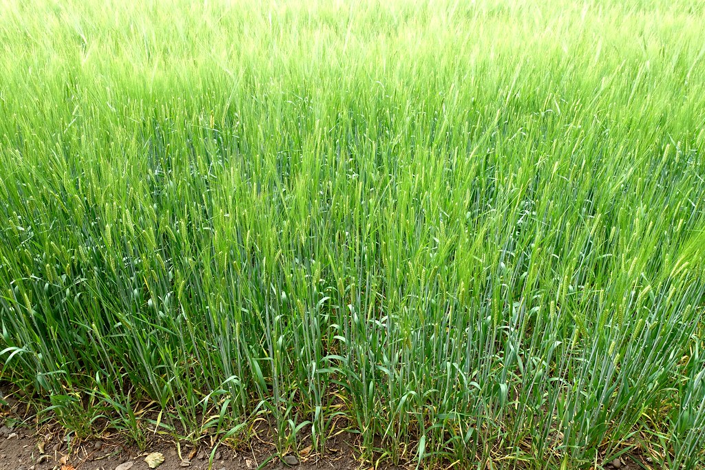 Colours and variations in a field of barley