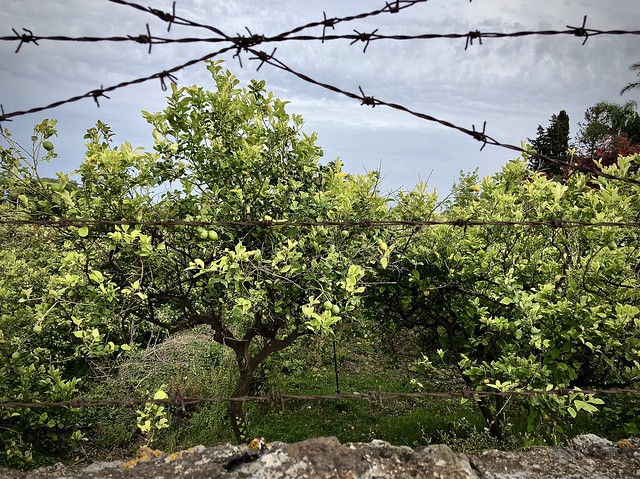 Orchard, Acireale