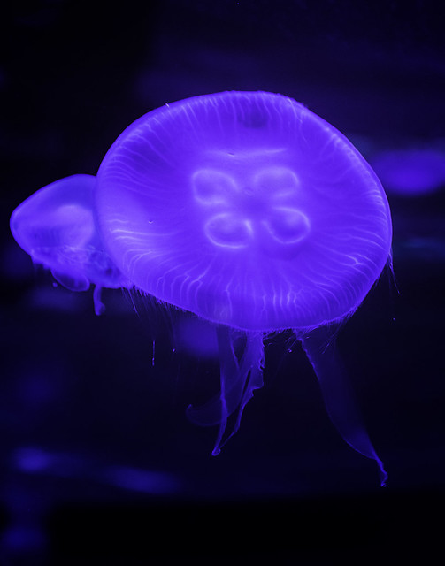 024693763463-102-Jellyfish-7