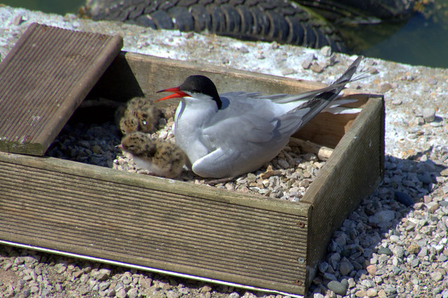 Nesting Terns at Preston Docks