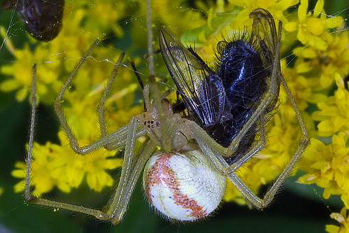 spider enoplognathaovata