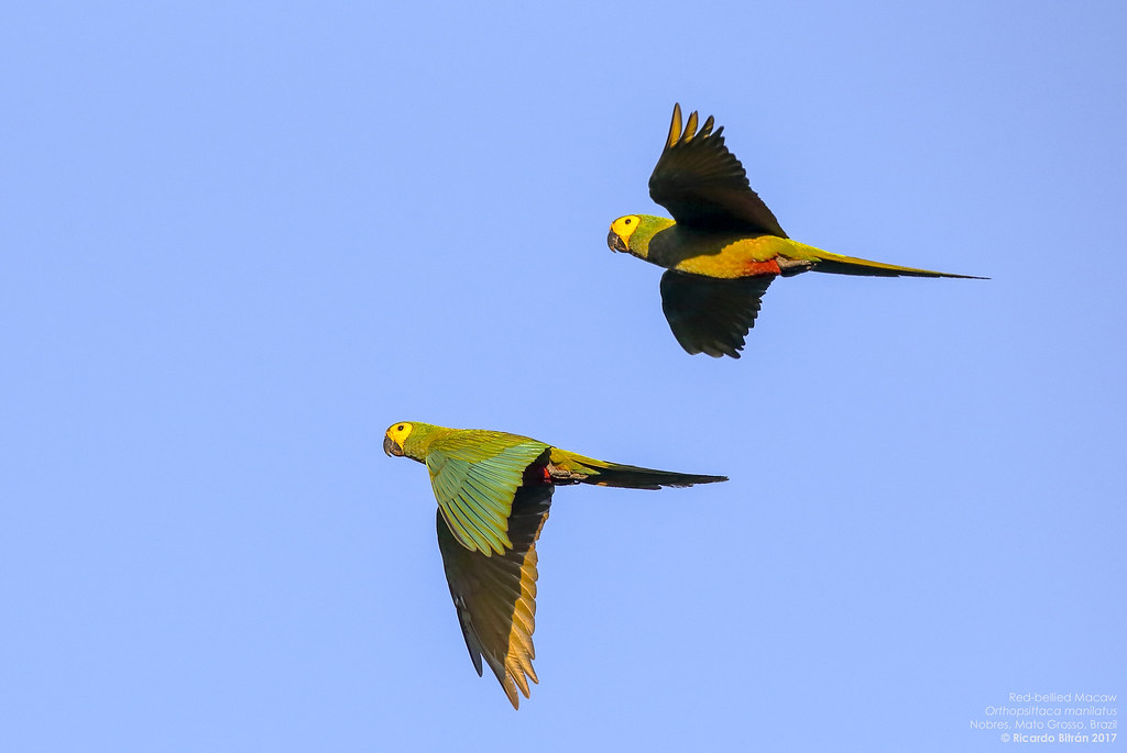Red-bellied Macaw (Orthopsittaca manilatus) Nobres, Mato Grosso, Brazil 2017