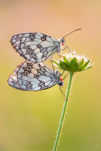Butterfly pair shooting...