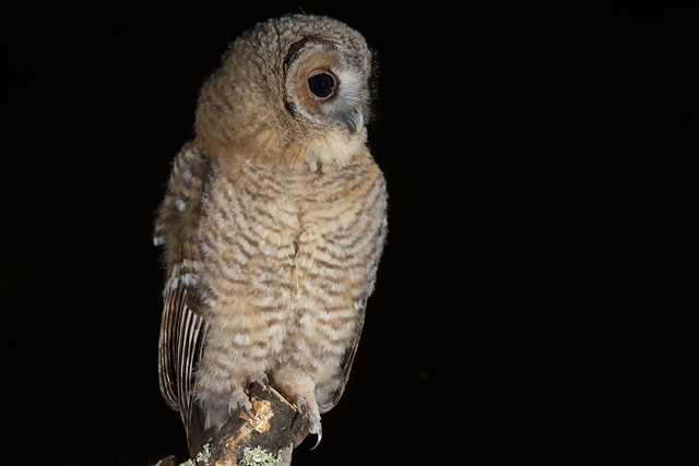 Tawny Owl chick