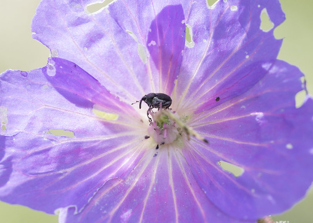 Flower beetle