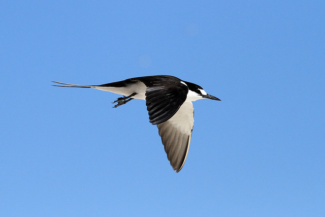 Obychoprion fuscatus (Sooty Tern) - Seychelles .