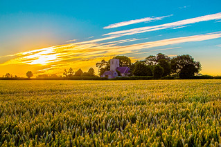 Corny sunset, Norfolk