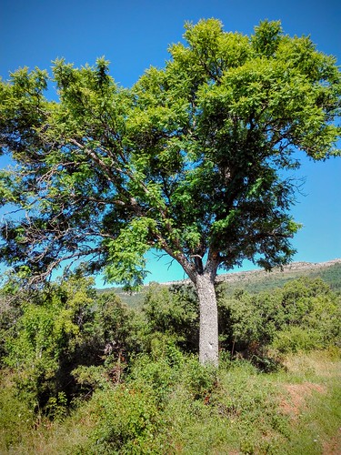 Serbal de cazadores (Sorbus aucuparia) 1/3 | by quintanAopio