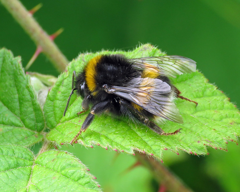 Bombus terrestris - Buff-tailed Bumblebee [A]