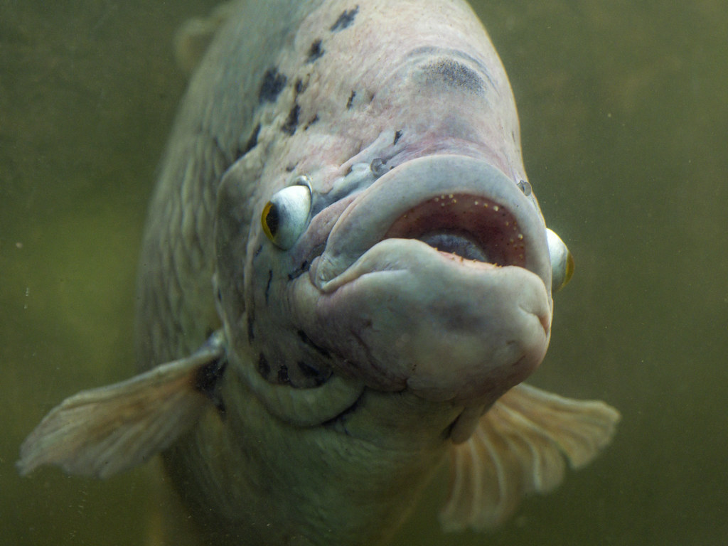 Funny smiling fish | I saw this big fish in a pond at the Pa… | Tambako The  Jaguar | Flickr