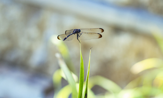 dragonfly50m