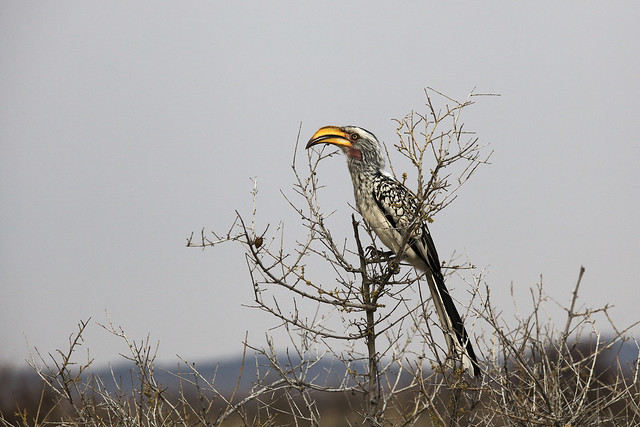 Southern yellow-billed hornbill in Etosha National Park