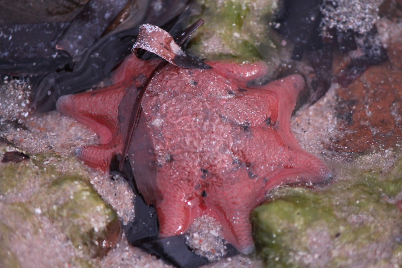 Carpet Sea Star (Meridiastra calcar)
