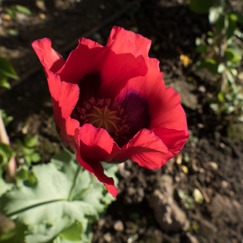 Here then it's gone: garden poppy