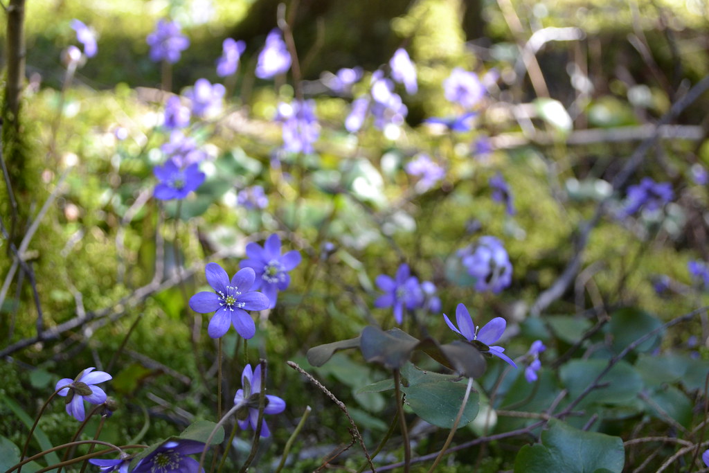 Flowers | Flickr
