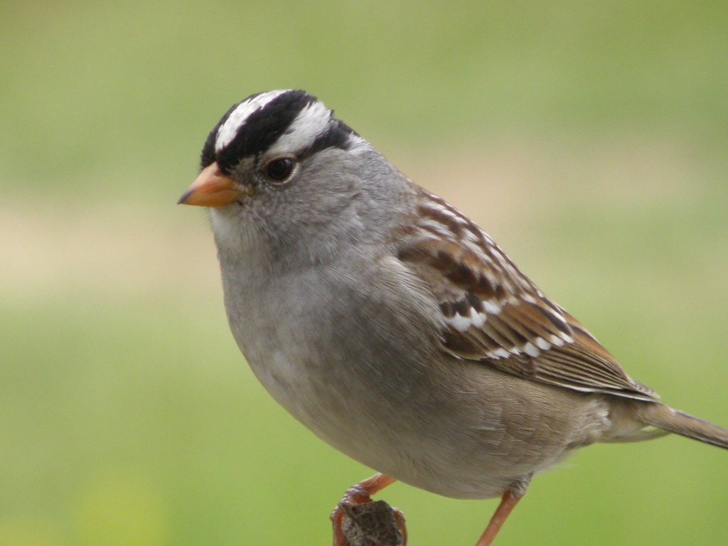 P4268499 white-crowned sparrow