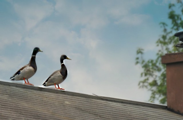 Up on the roof....Duck, duck....goose!