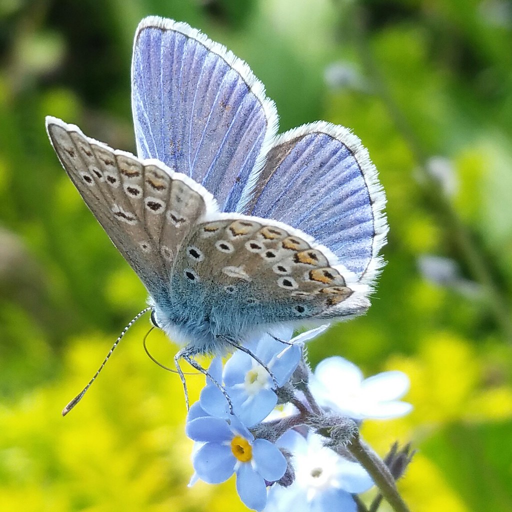 British butterflies
