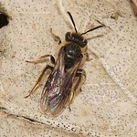 Sandbiene (Mining Bee, Andrena sp.)