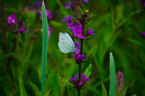 Large white butterfly on loosestrife flower