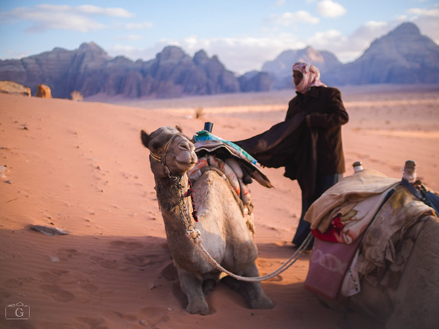 camel fashion