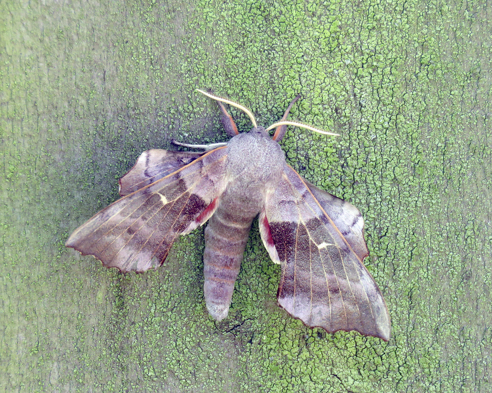 69.003 Poplar Hawk-moth - Laothoe populi