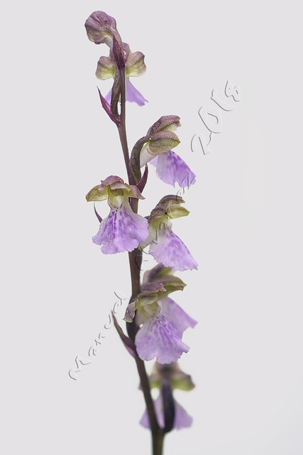 Orchis cazorlensis