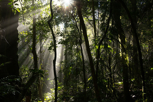 australia mainrange nationalpark queeensland canon5dmk3 mainrangenationalpark landscape sunrise rainforest canon24105