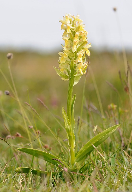20180521-107F | Holunder-Fingerwurz (Dactylorhiza sambucina) im Stora Alvaret. Öland / Schweden, 21.05.2018
