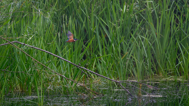 Kingfisher - early July