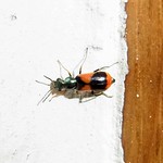Zweifleckiger Warzenkäfer (Two-spotted Warty Beetle, Anthocomus bipunctatus)