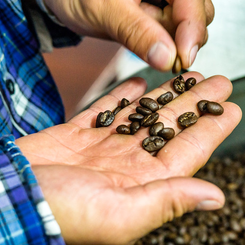 Inspecting roasted coffee beans | by BryonLippincott