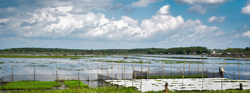grasses peatlands water waterresources aquaticenvironment farmingsystems grasslands smallfarms swamps wetlands kabupatenindragirihulu riau indonesia id