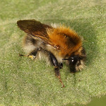Ackerhummel (Common Carder bee, Bombus pascuorum)