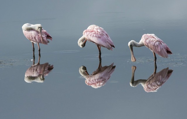 So many....oh not 6...3 !  Spoonbills on mirror like swamp!