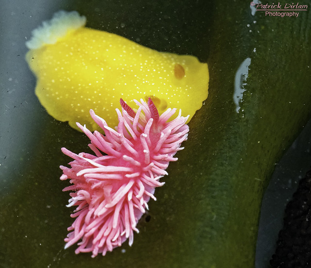 Hopkin’s Rose Nudibranch [Hopkinsia rosacea] with White-spotted Sea Goddess [ Doriopsilla albopunctata]