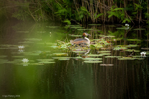 grebe nesting | by Music and Images