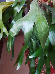 Platycerium alcicorne - staghon fern -by Gianni Del Bufalo CC BY 4.0