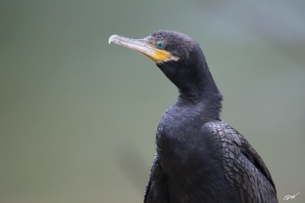 Imagen de una de las aves del Quindio: Cormorán Biguá (halacrocorax brasilianus)