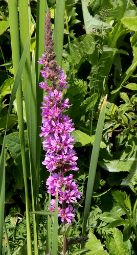 wildflower michigan purpleloosestrife