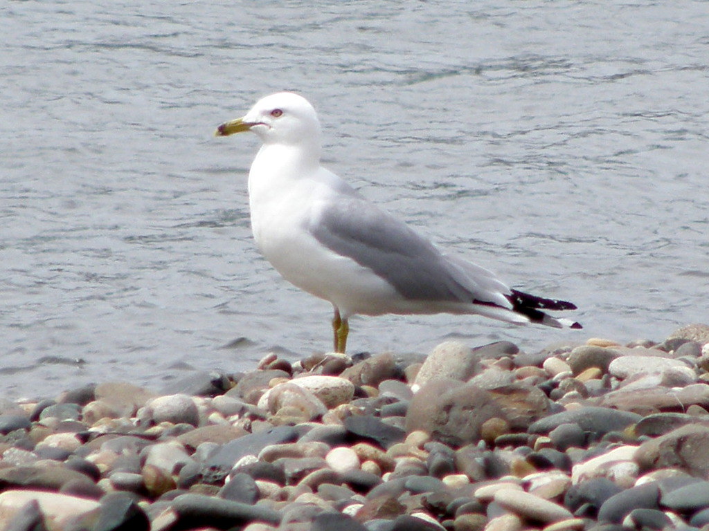 P6086364...ring-billed gull