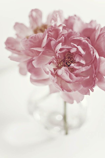 Pink Flowers : Ana Rosa