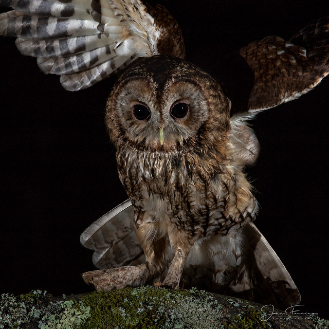 Tawny Owl