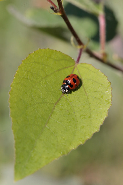 Terelj Leaf & Ladybug
