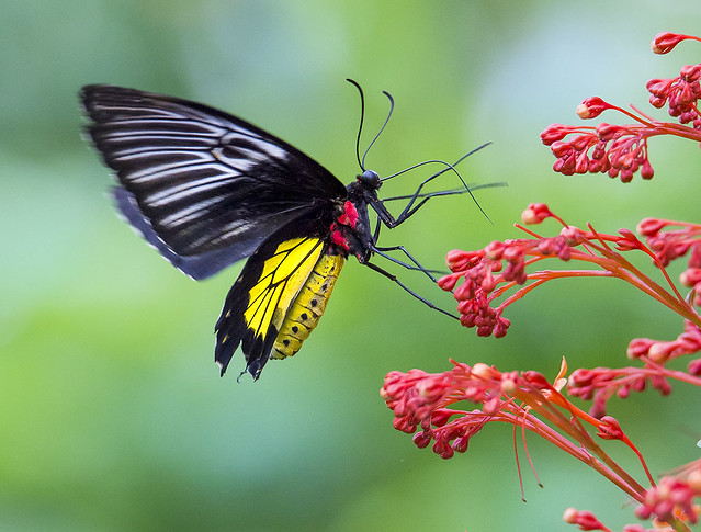 Golden Birdwing Butterfly in flight nectaring on Clerodendrum flowers, Wings of the Tropics, Fairchild Tropical Botanic Garden.