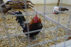 The old Swedish Dwarf Hen at Nordens Ark