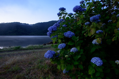 長浜市 滋賀県 japan lake 余呉湖 湖 flower 日の出 sunrise