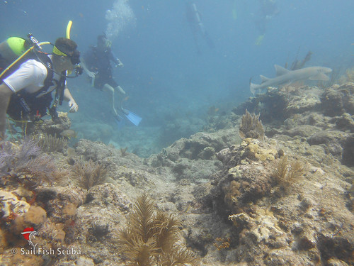 Professional Association Diving Instructors Scuba Key Largo | by Sail Fish Scuba