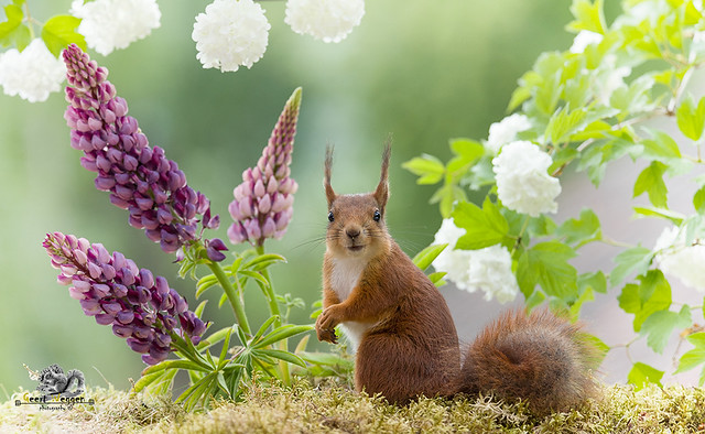 red squirrel stand with lupines and Roseum