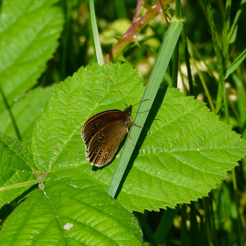 Ringlet butterfly on bramble leaf, Wrens Nest